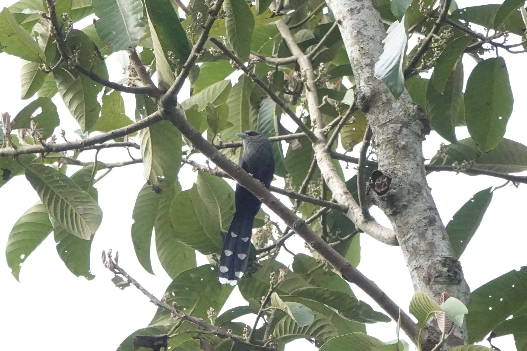 Image of Black-bellied Malkoha