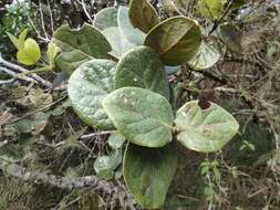 Image of Monimia rotundifolia Thou.