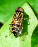 Image of Syrphid fly