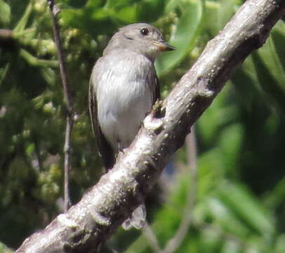 Image of Sumba Brown Flycatcher