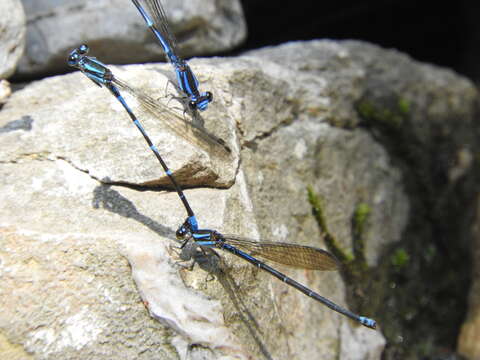 Image of Argia oculata Hagen ex Selys 1865