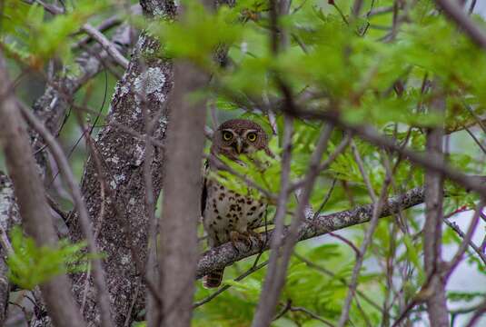 Image of Glaucidium capense ngamiense (Roberts 1932)