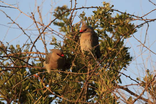 Image of Blue-naped Mousebird