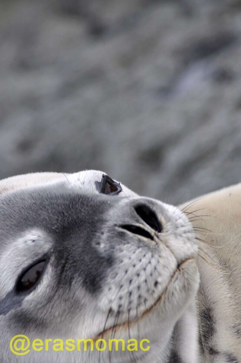 Image of Weddell seal