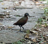 Image of Madagascar Wood Rail