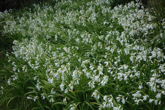 Image of Threecorner leek