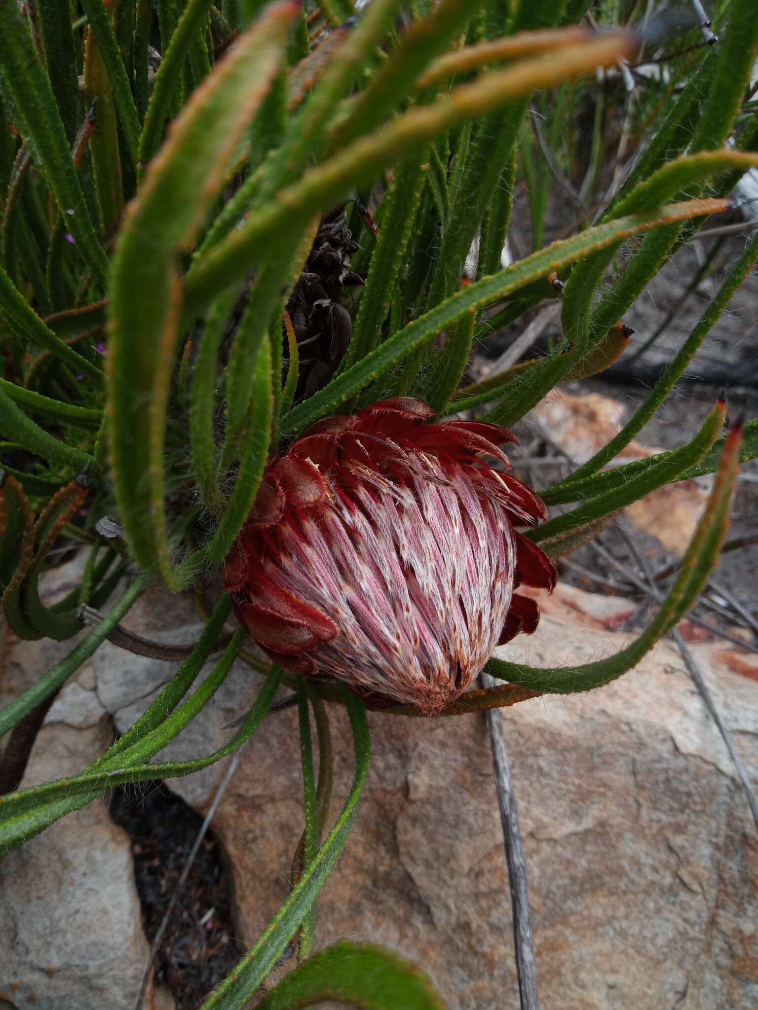 Image de Protea denticulata Rourke