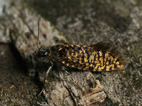 Image of birch leaf miner