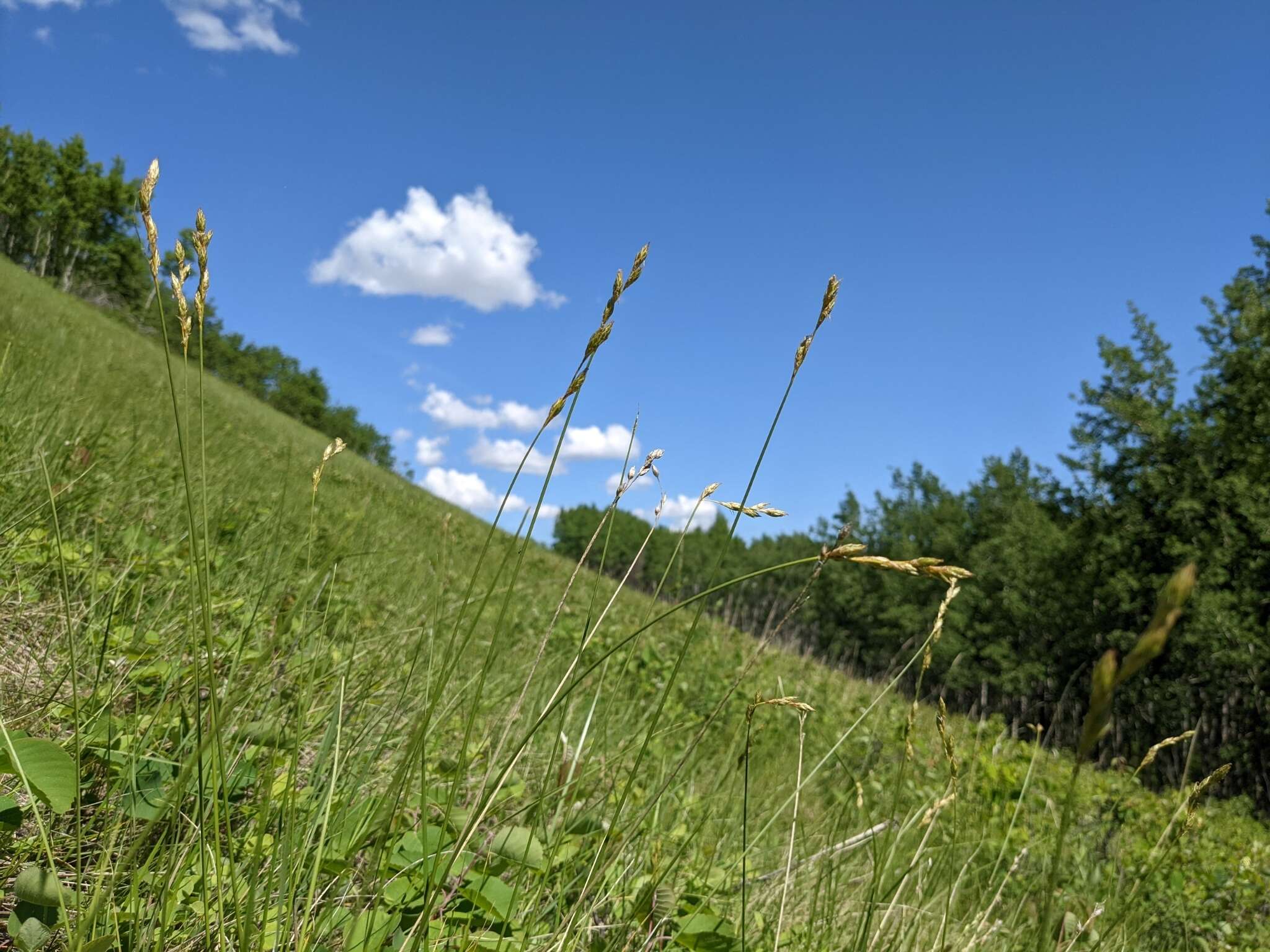 Image of whitescale sedge