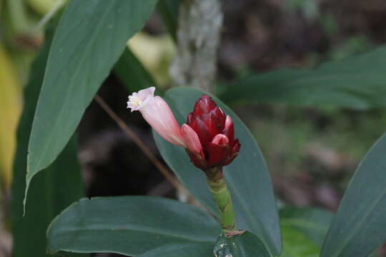 Image de Costus atlanticus