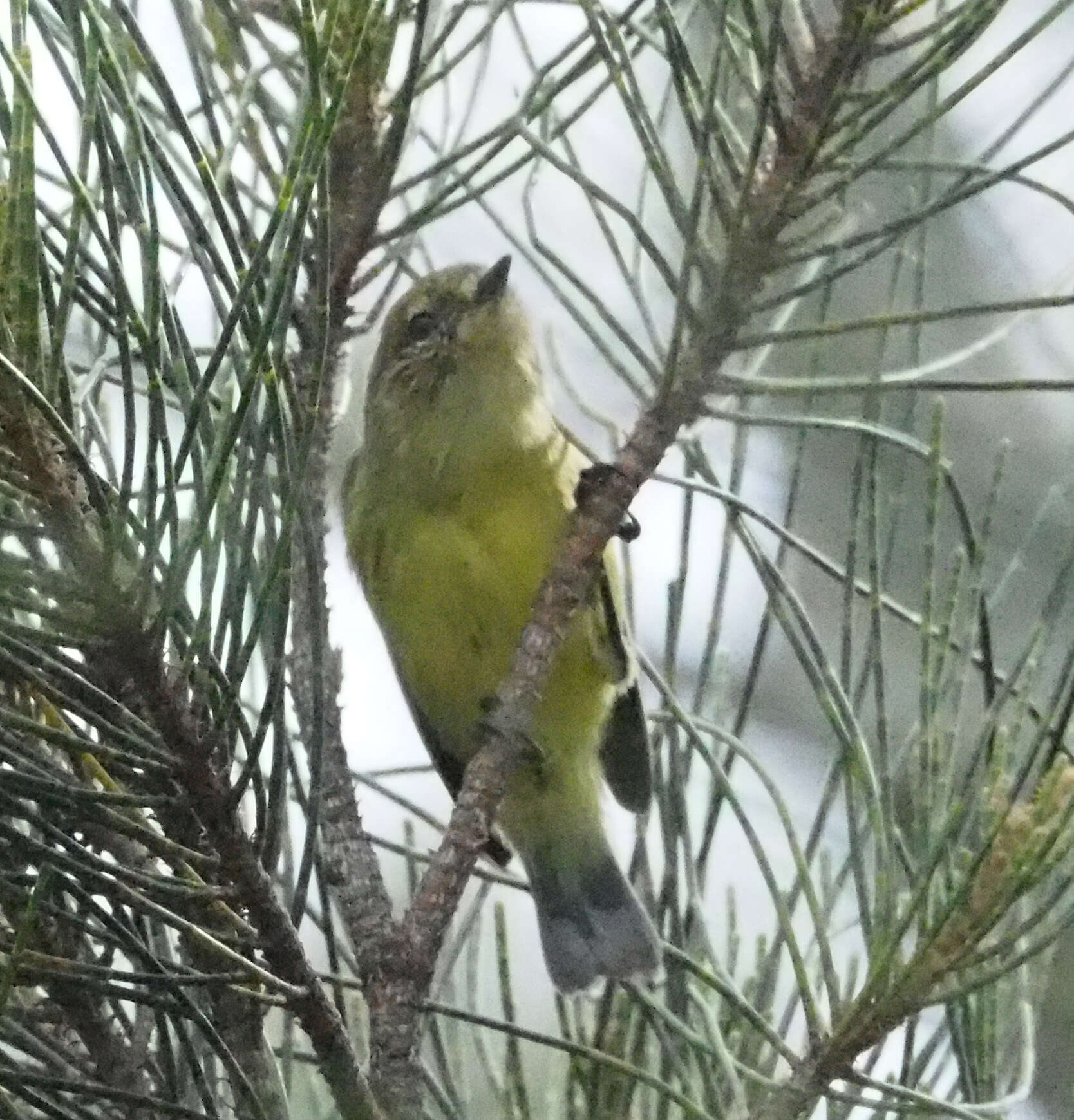 Image of Yellow Thornbill