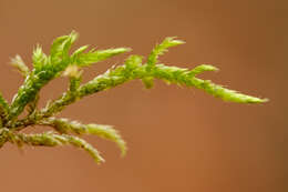 Image of hair-pointed feather-moss