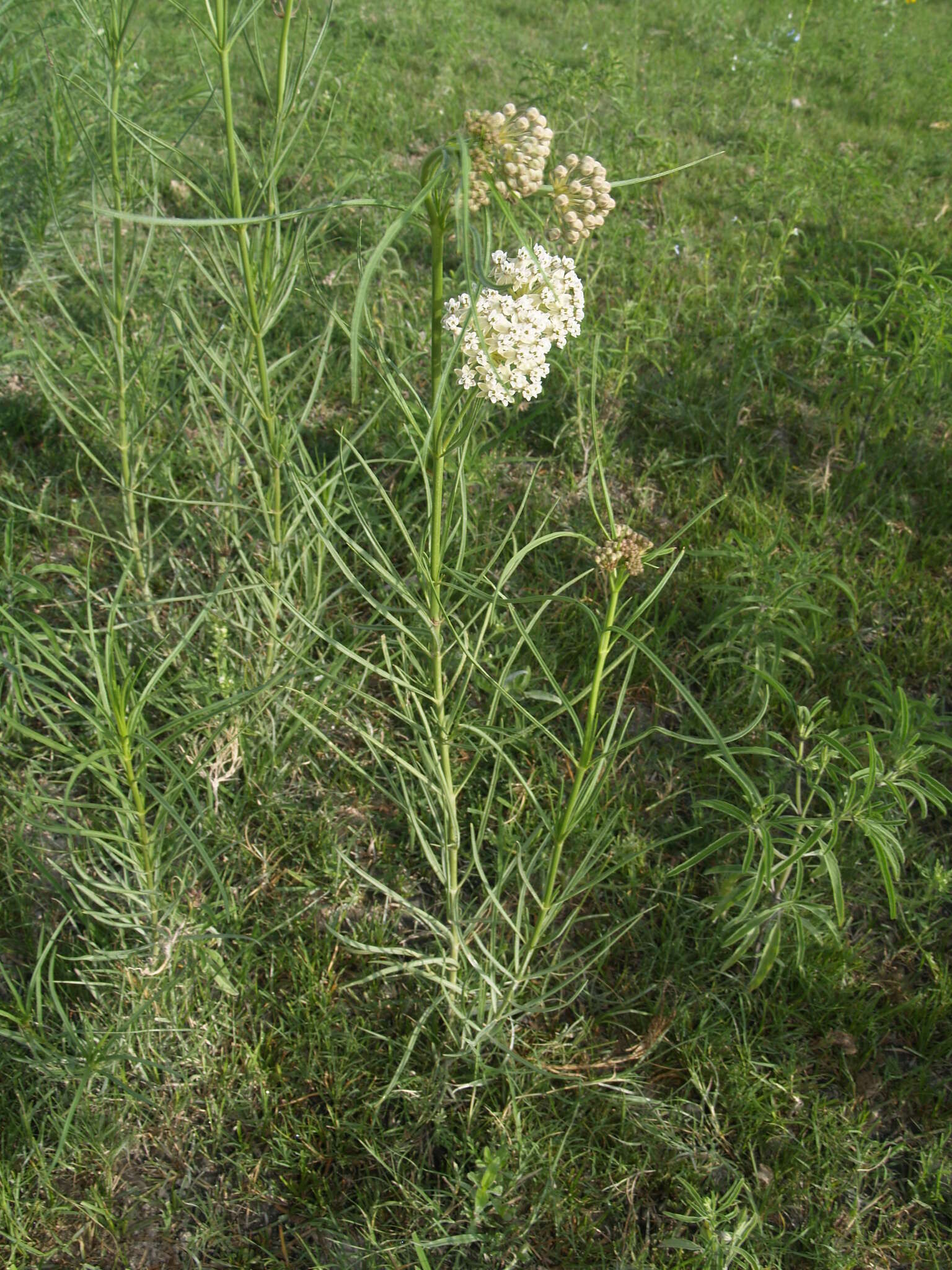 Image of horsetail milkweed