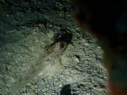 Fusigobius signipinnis Hoese & Obika 1988 resmi