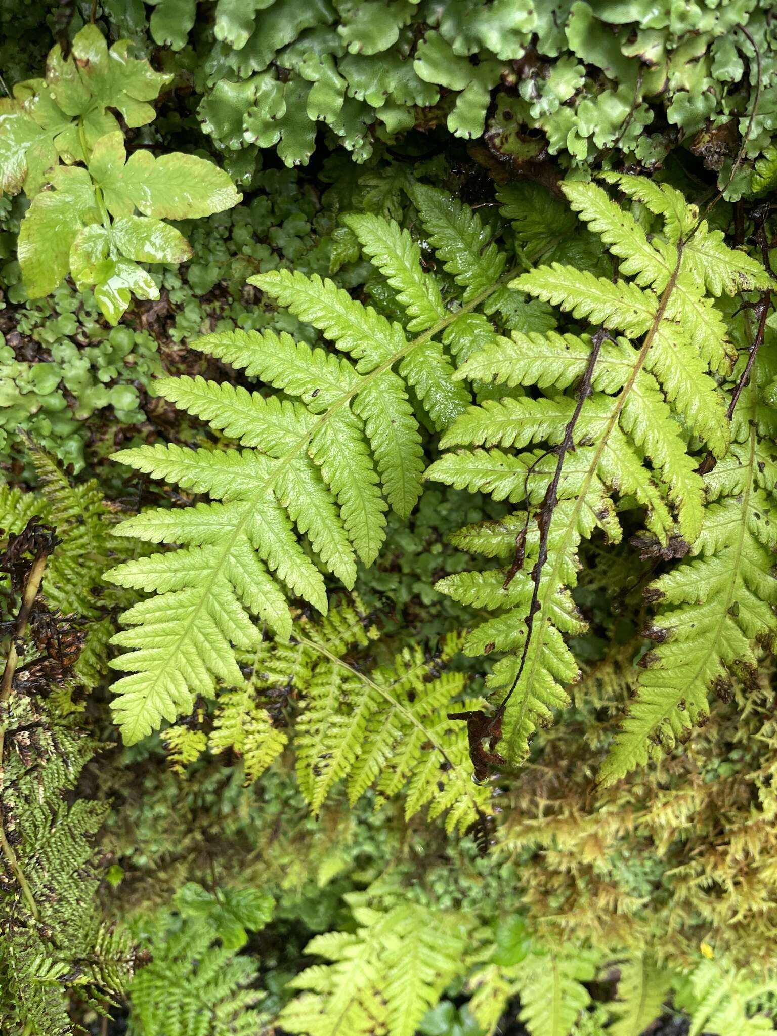 Image of Stegnogramma pozoi (Lag.) Iwatsuki