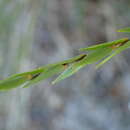 Sivun Leucopogon appressus R. Br. kuva