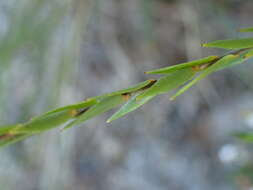 Image of Leucopogon appressus R. Br.