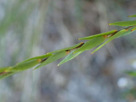 Image of Leucopogon appressus R. Br.