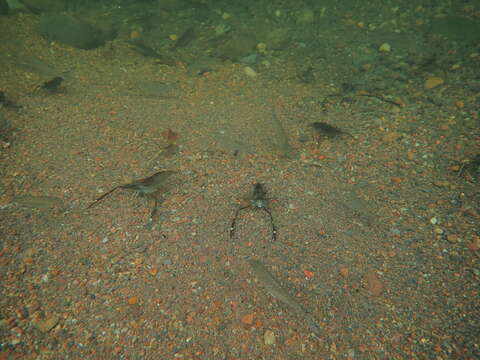 Image of Monkey river prawn