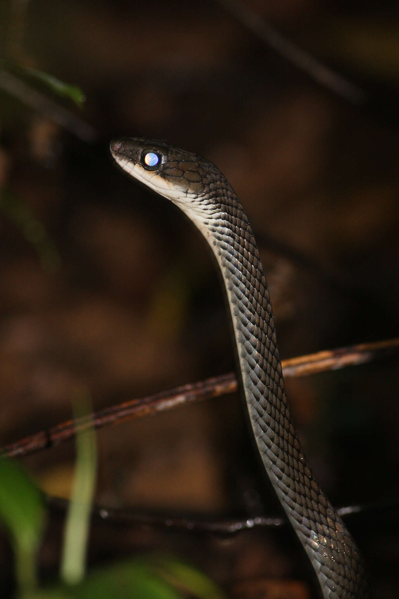 Image of White-bellied Rat Snake