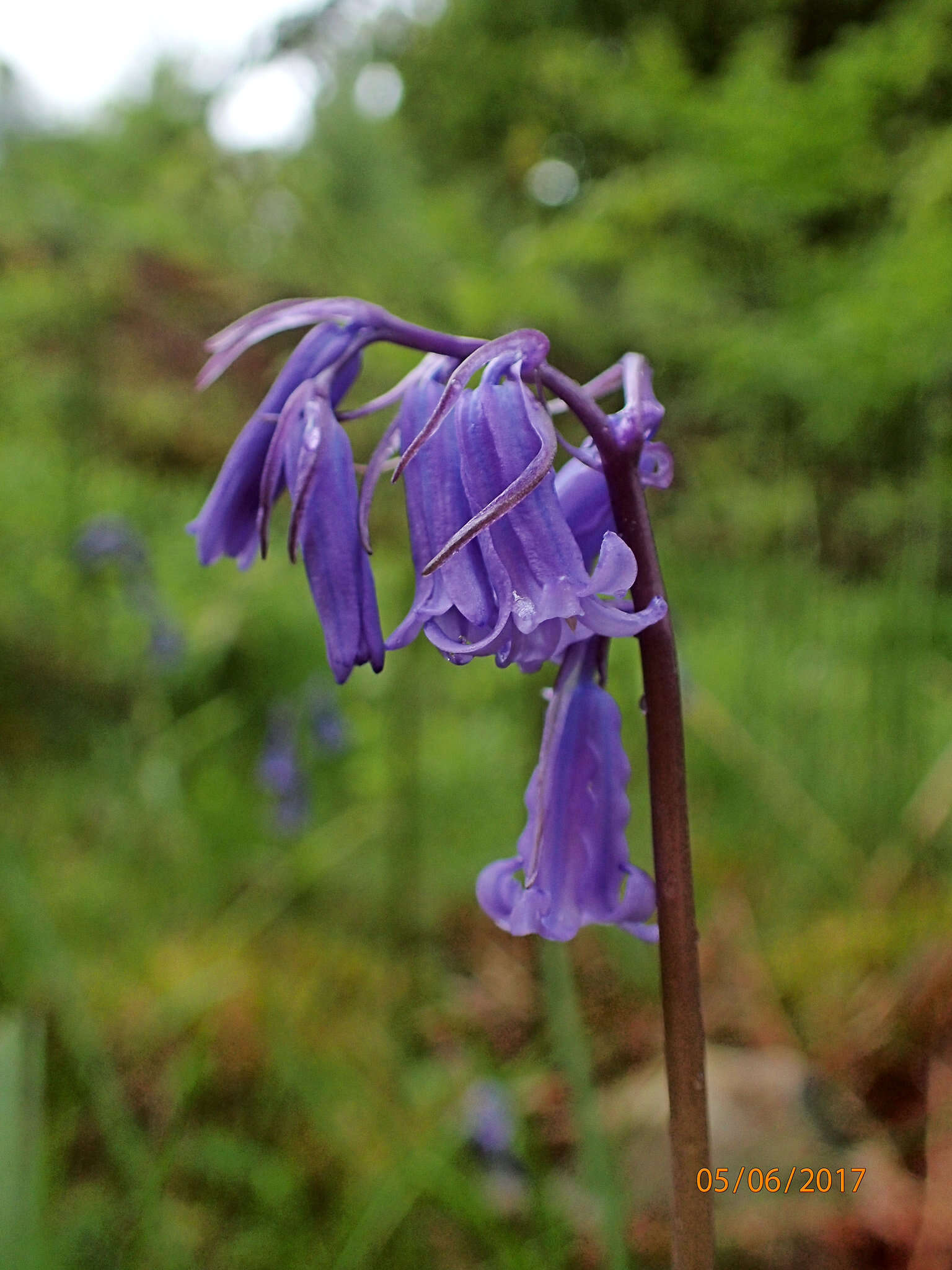 Image of Common Bluebell