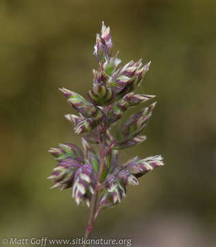 Image of alpine bluegrass