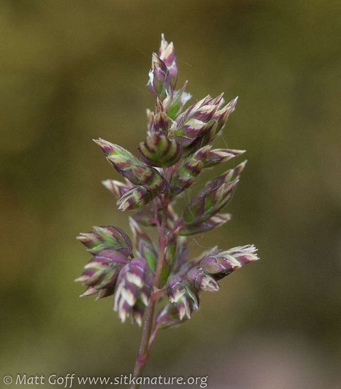 Image of alpine bluegrass