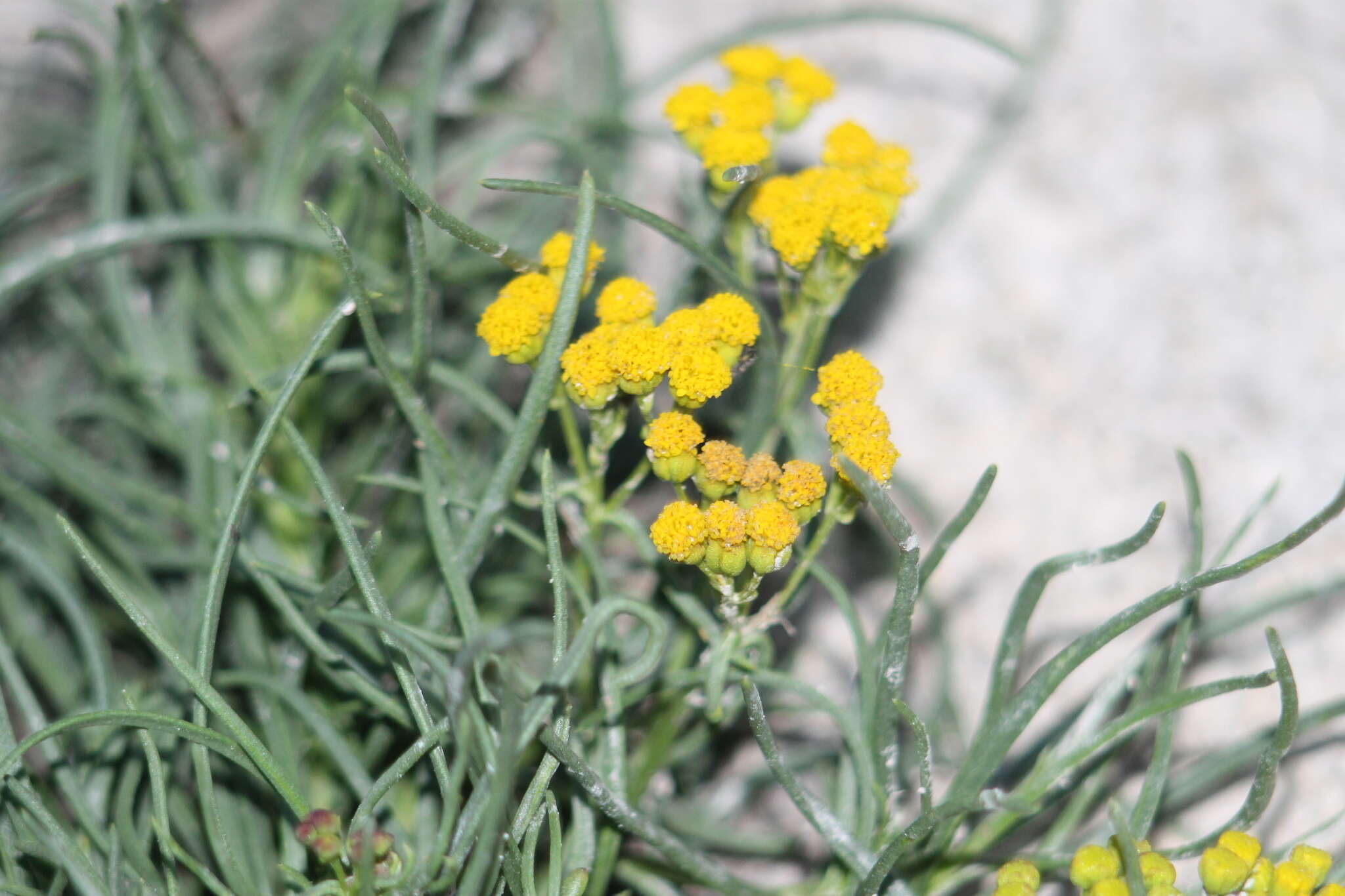 Image of Sartwellia mexicana A. Gray ex S. Wats.