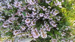 Image of heather