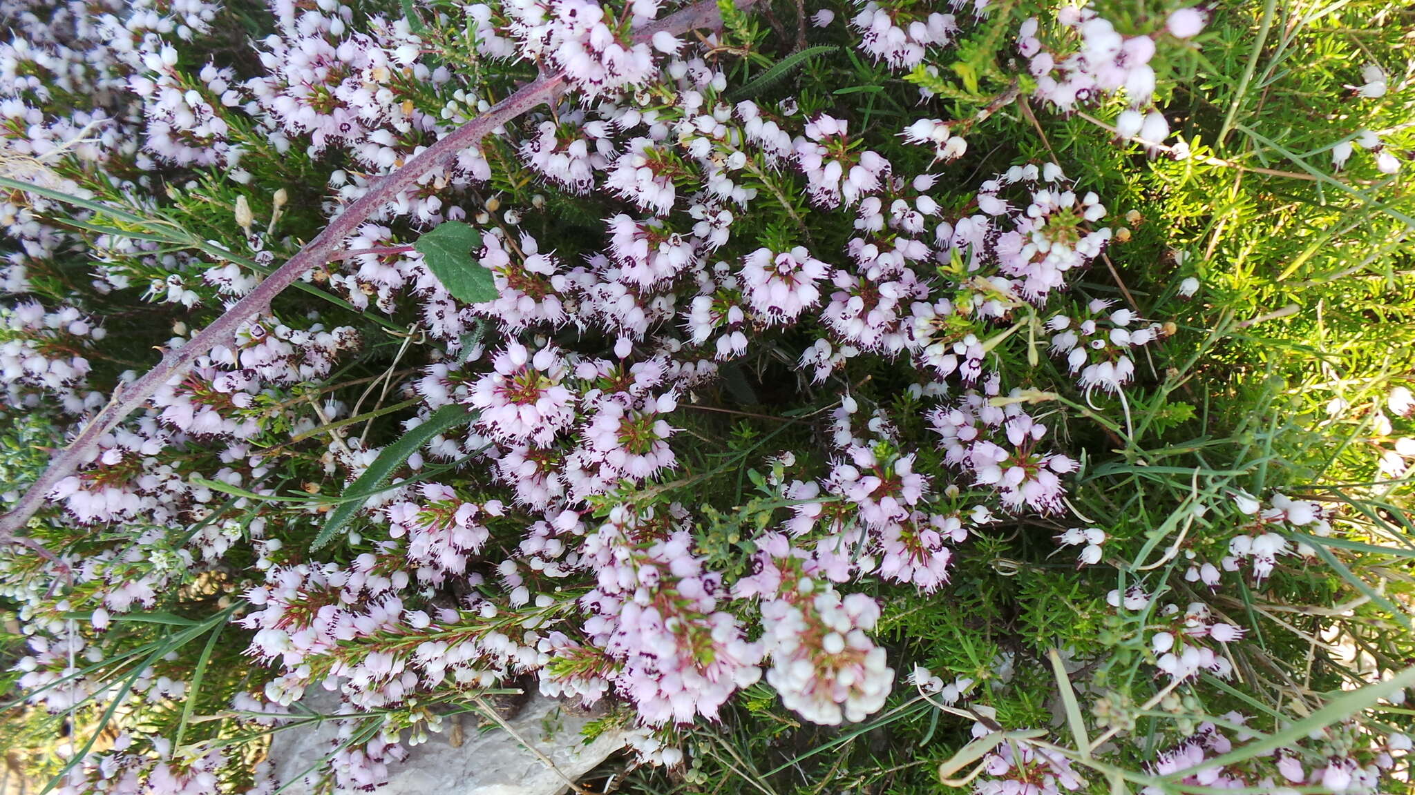 Image of heather