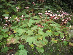 Слика од Begonia erythrocarpa A. DC.