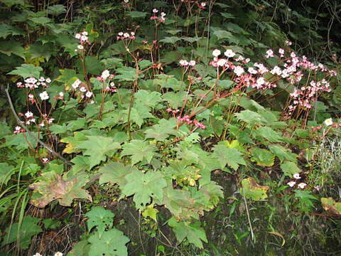 Image of Begonia erythrocarpa A. DC.