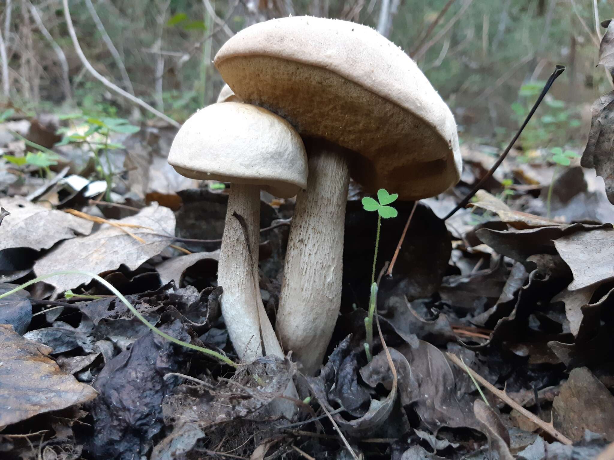 Image of Leccinum duriusculum (Schulzer ex Kalchbr.) Singer 1947