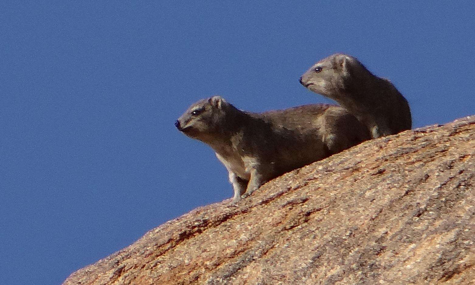 Image of Procavia capensis welwitschii (Gray 1868)