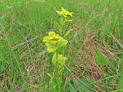 Image of Uromyces pisi-sativi (Pers.) Liro 1908