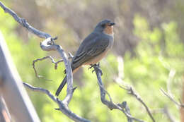 Pachycephala rufogularis Gould 1841 resmi