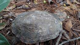 Image of Central American wood turtle