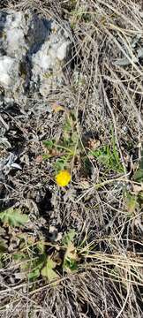 Image of Geum geoides (Pall.) Smedmark