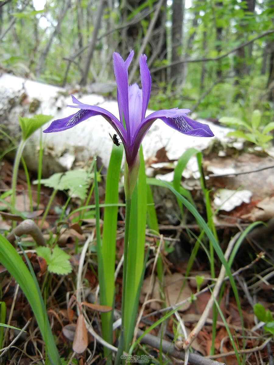 Image of Iris uniflora Pall. ex Link