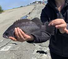 Image of Black rockfish