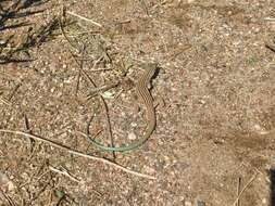 Image of New Mexico whiptail