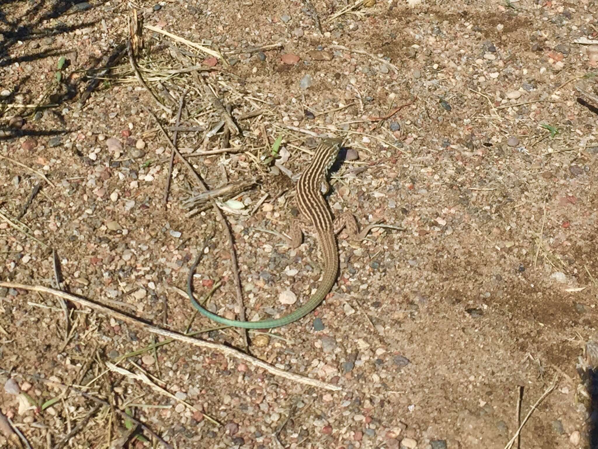 Image of New Mexico whiptail