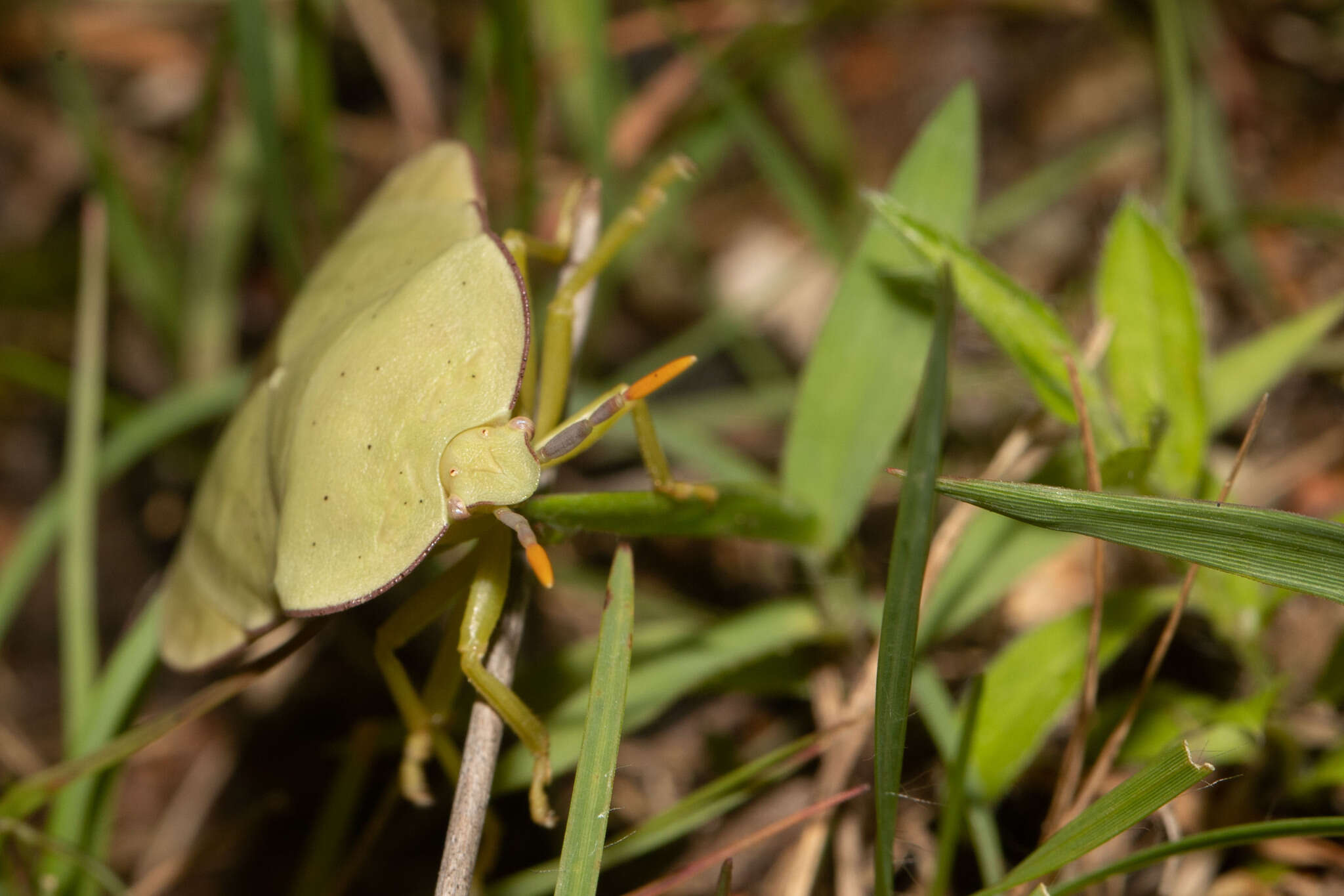 Image of Natalicola pallida (Westwood 1837)