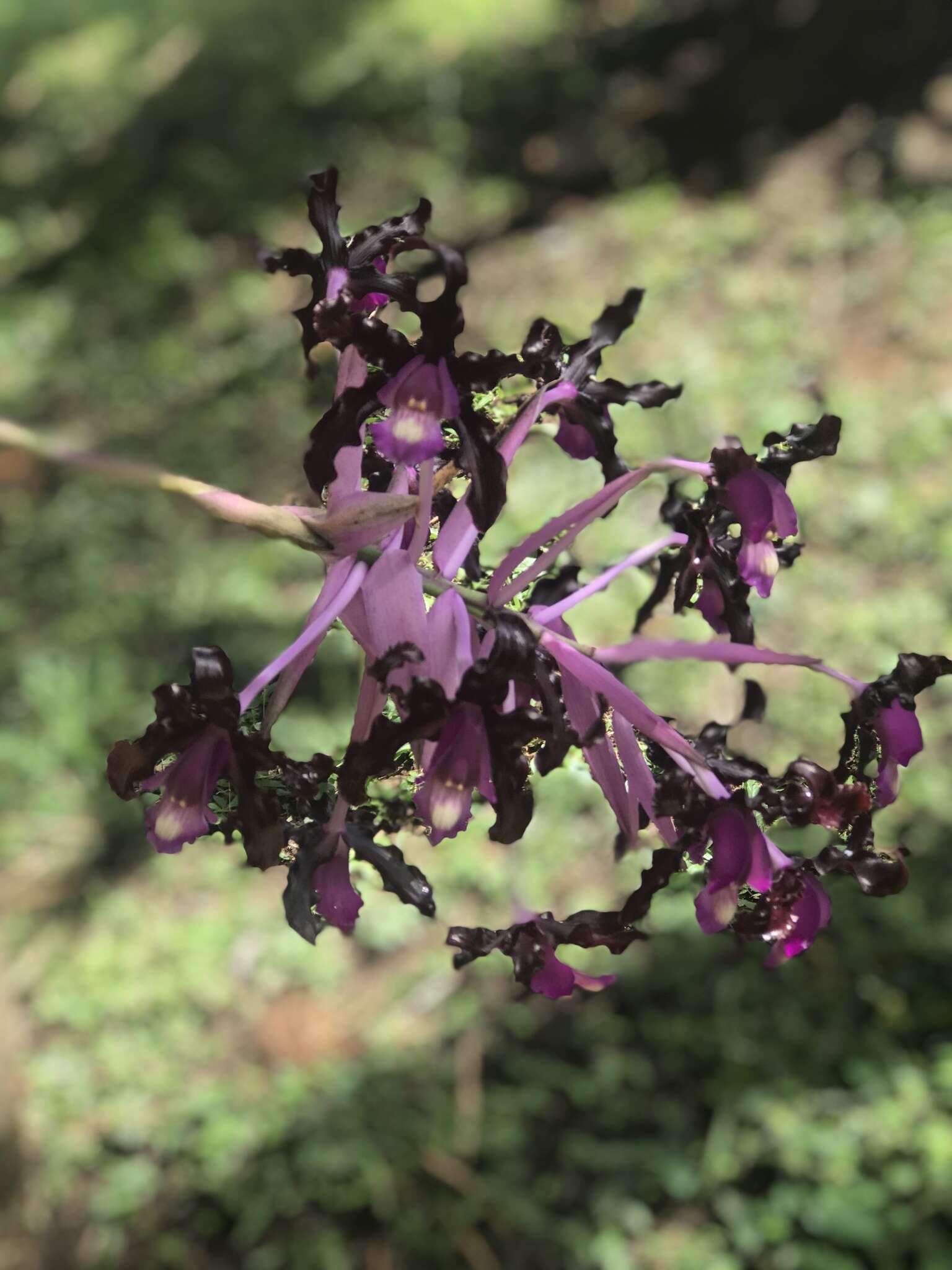 Image of Laelia splendida (Schltr.) L. O. Williams