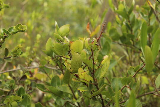 Image of Xylosma spiculiferum (Tul.) Triana & Planchon