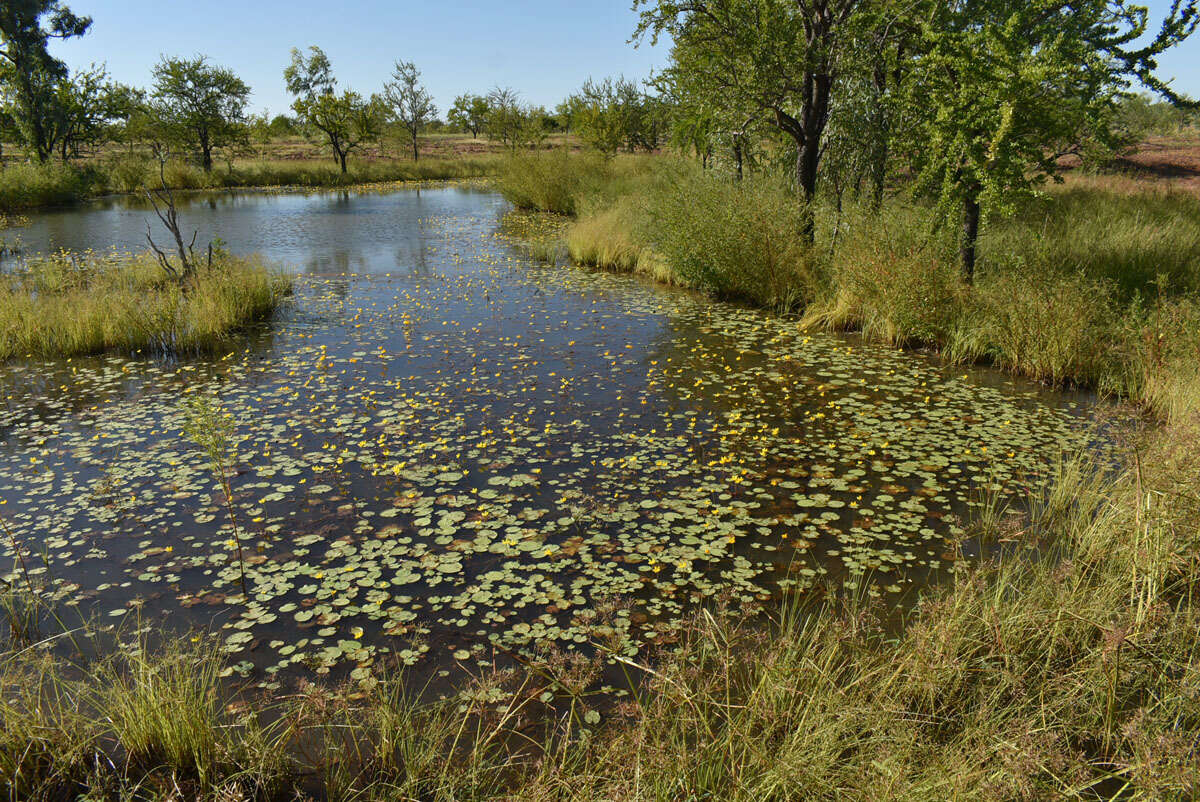 Image of Wavy Marshwort