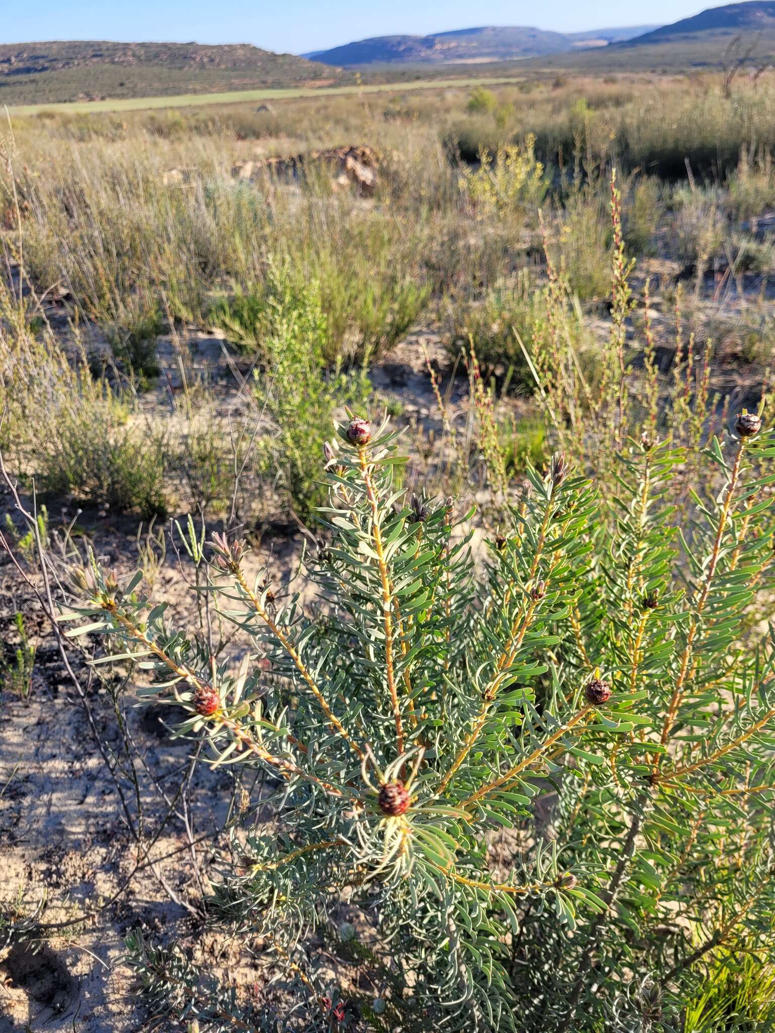 Image of Leucadendron sheilae I. J. M. Williams