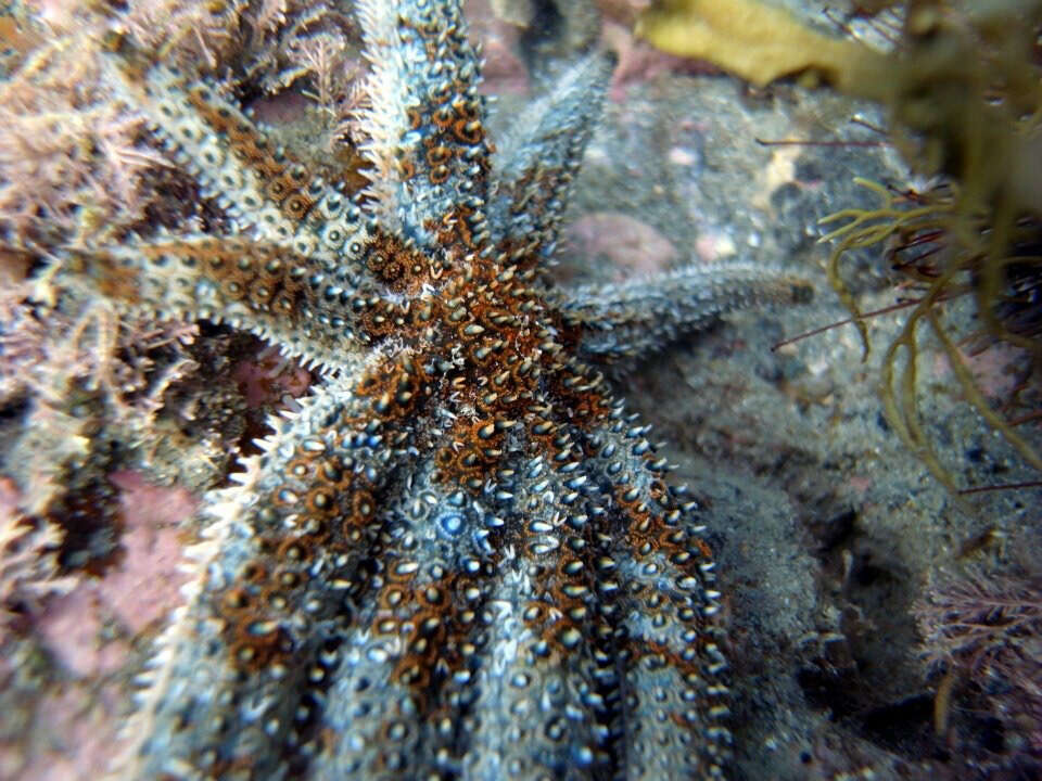 Image de Coscinasterias muricata Verrill 1867