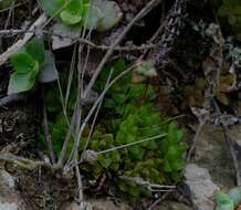 Слика од Haworthia turgida Haw.