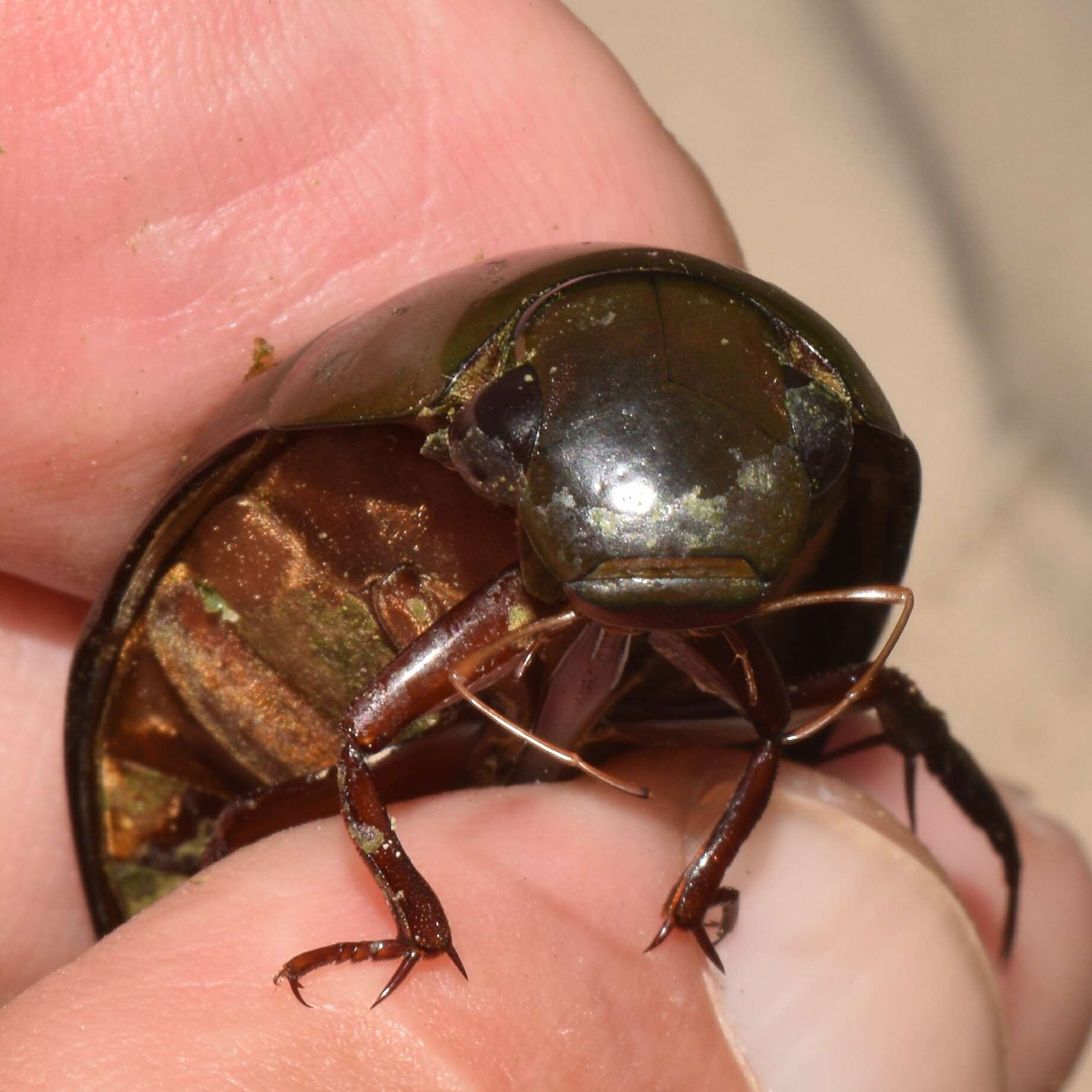 Image of Hydrophilus (Hydrophilus) insularis Laporte de Castelnau 1840